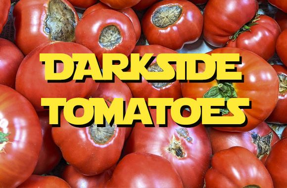May the tomato be with you - Japanese tomato farmer hits sweet spot with viral marketing - Vimarsana News
